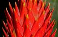 Guzmania Conifera
